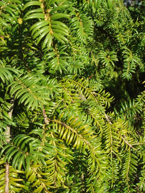 Torreya grandis rameau